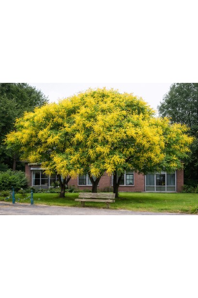 Koelreuteria в саду